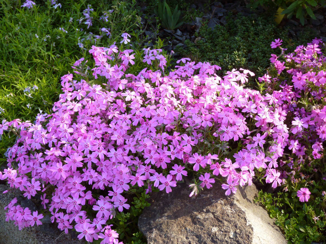 Phlox subulata 'Daisy Hill' photo